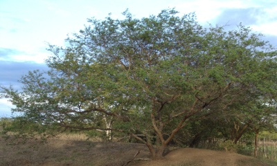 Mexico's skin Tree Tepezcohuite